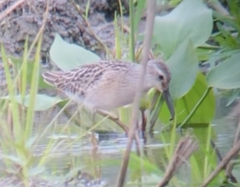 Stilt Sandpiper - ML607628661