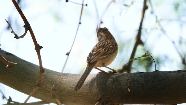 Rufous-winged Sparrow - ML607629741