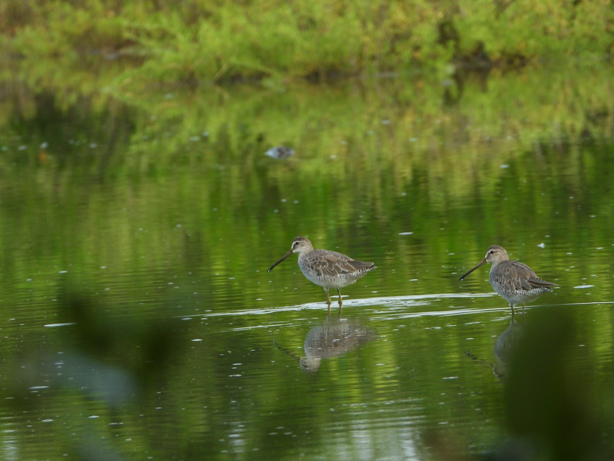 Short-billed Dowitcher - ML607630611