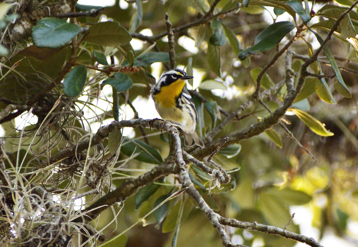 Paruline à gorge jaune - ML607630711