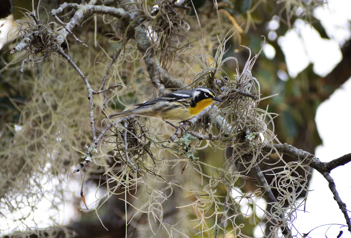 Yellow-throated Warbler - ML607630751