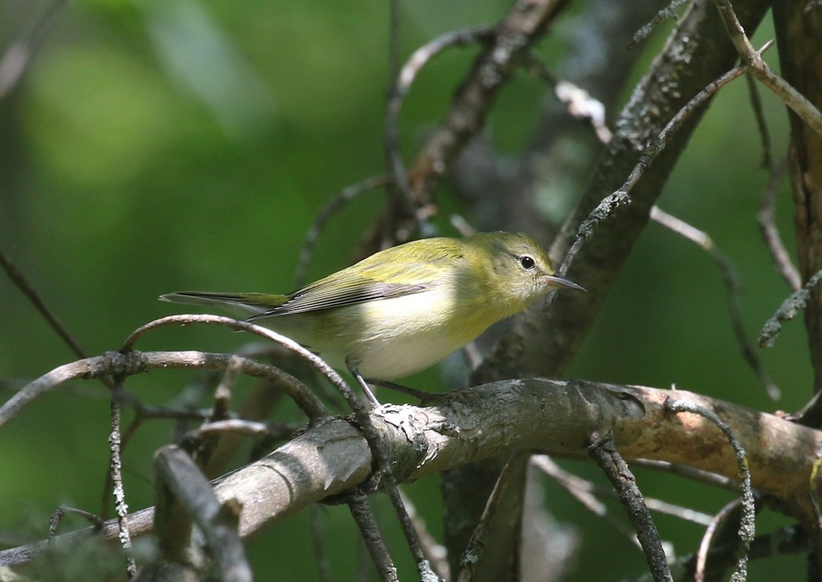 Tennessee Warbler - ML607631131