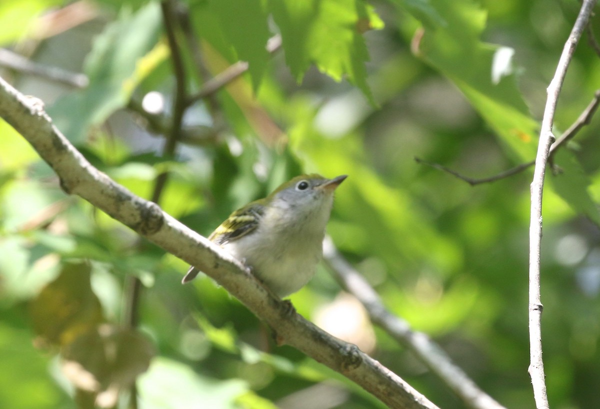 Chestnut-sided Warbler - Mary Backus