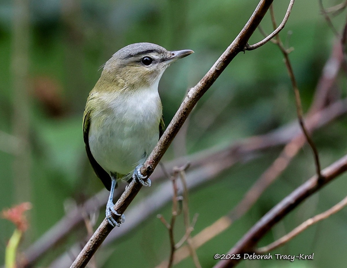 Red-eyed Vireo - ML607631651