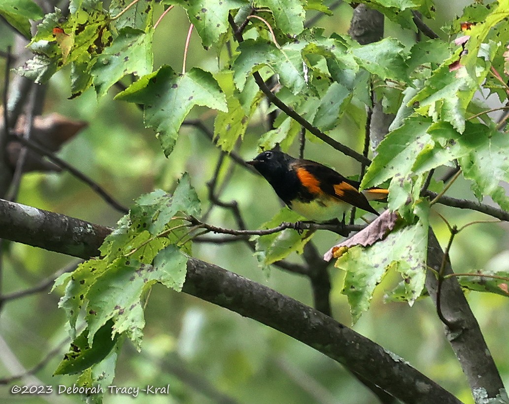 American Redstart - ML607631681