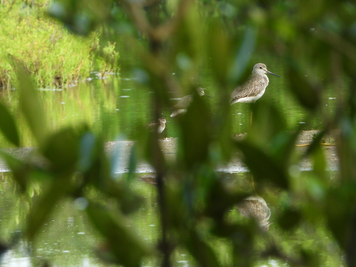 Greater Yellowlegs - ML607631731