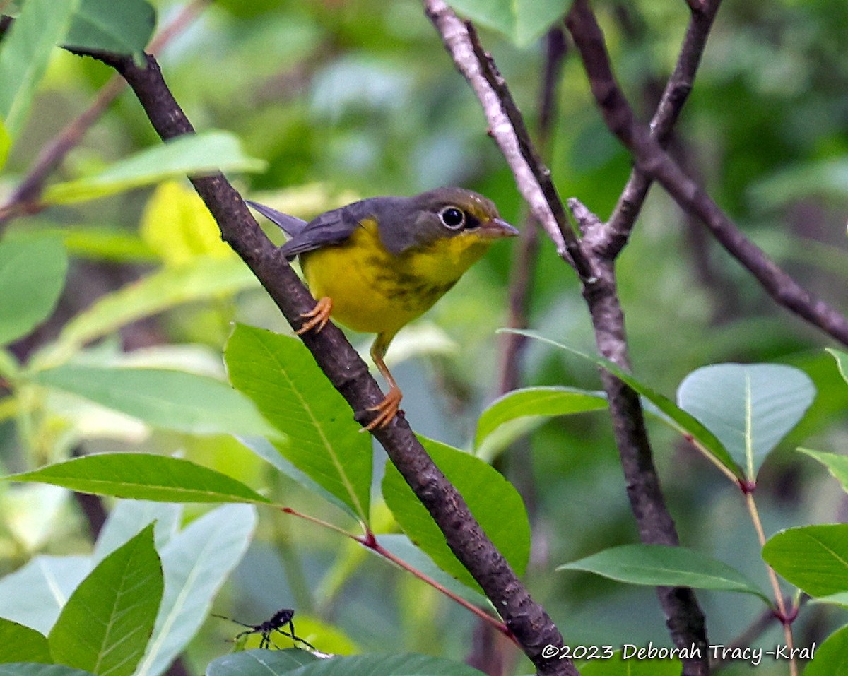 Canada Warbler - ML607631831