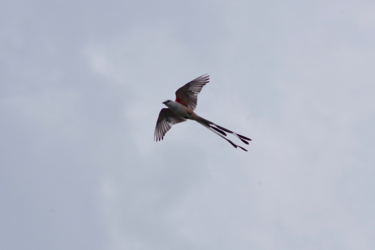 Scissor-tailed Flycatcher - ML607632021