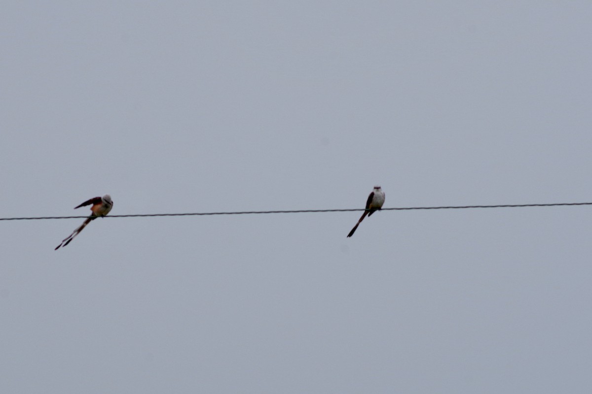 Scissor-tailed Flycatcher - ML607632051