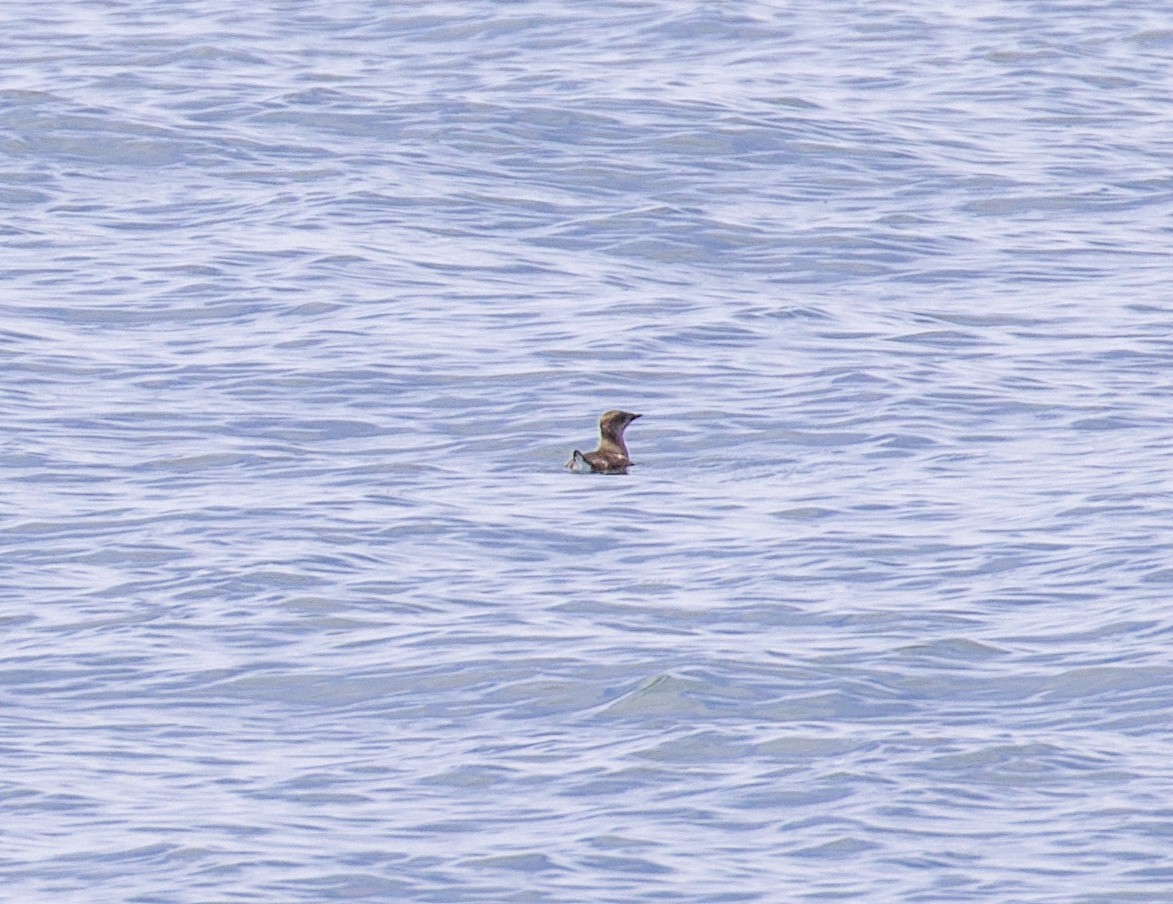 Marbled Murrelet - ML607632571