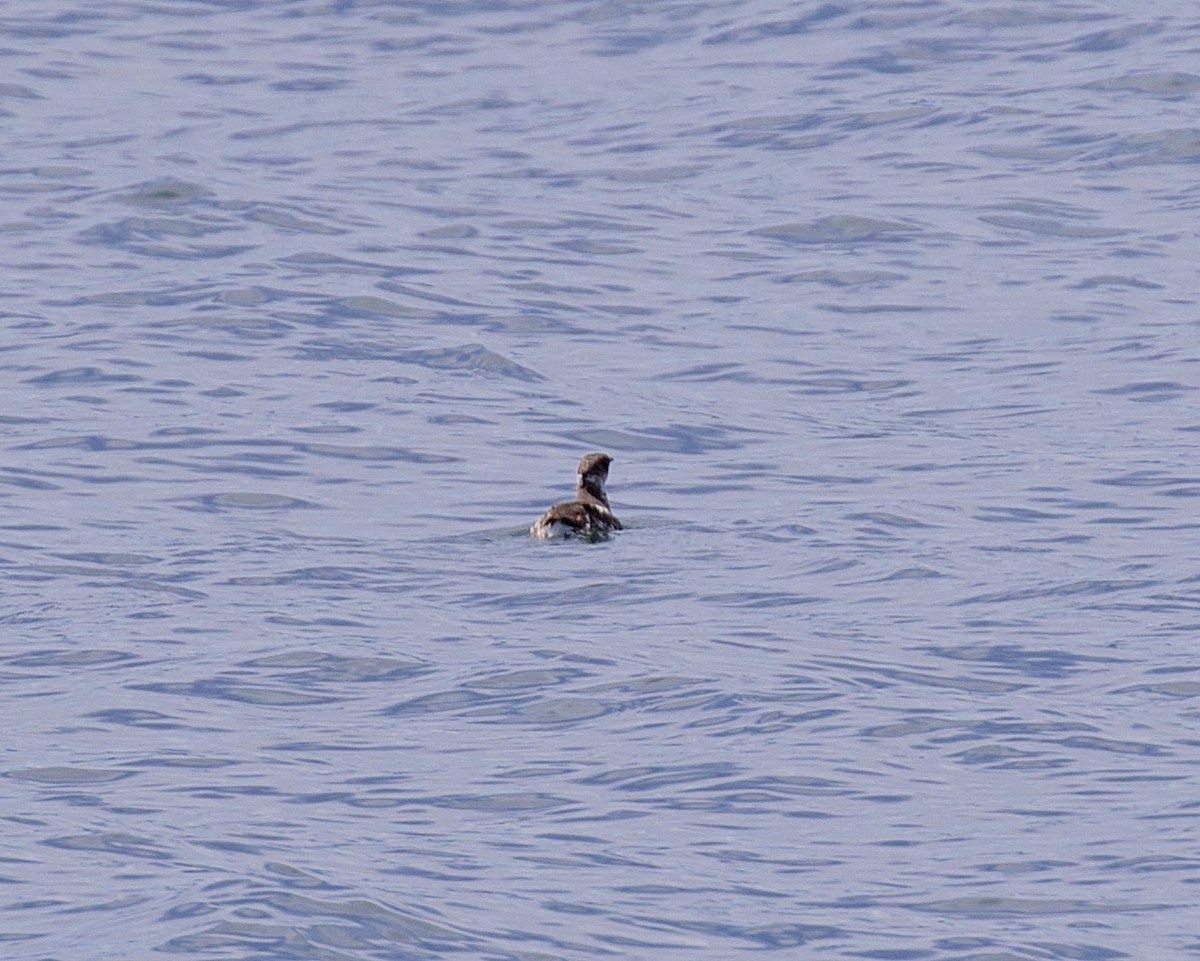 Marbled Murrelet - ML607632581