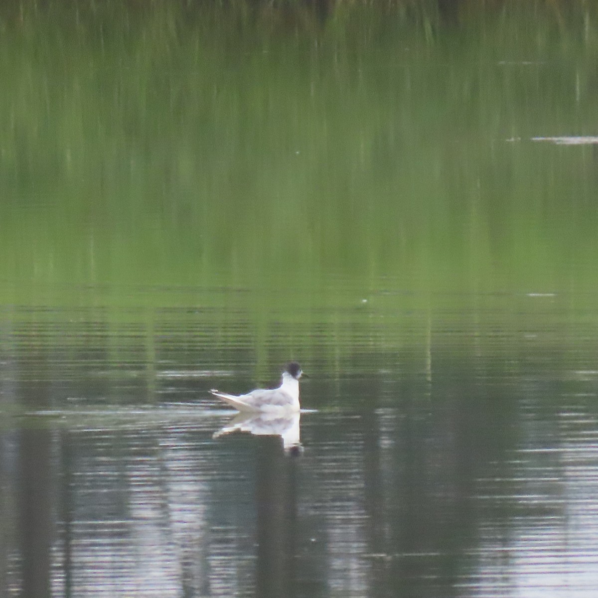 Bonaparte's Gull - ML607632821