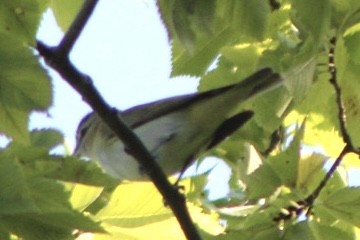 Red-eyed Vireo - ML607632921