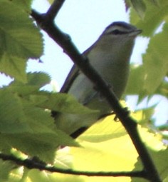 Red-eyed Vireo - ML607632931