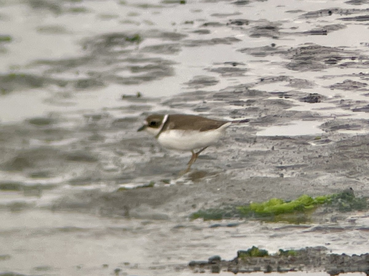 Semipalmated Plover - ML607633081