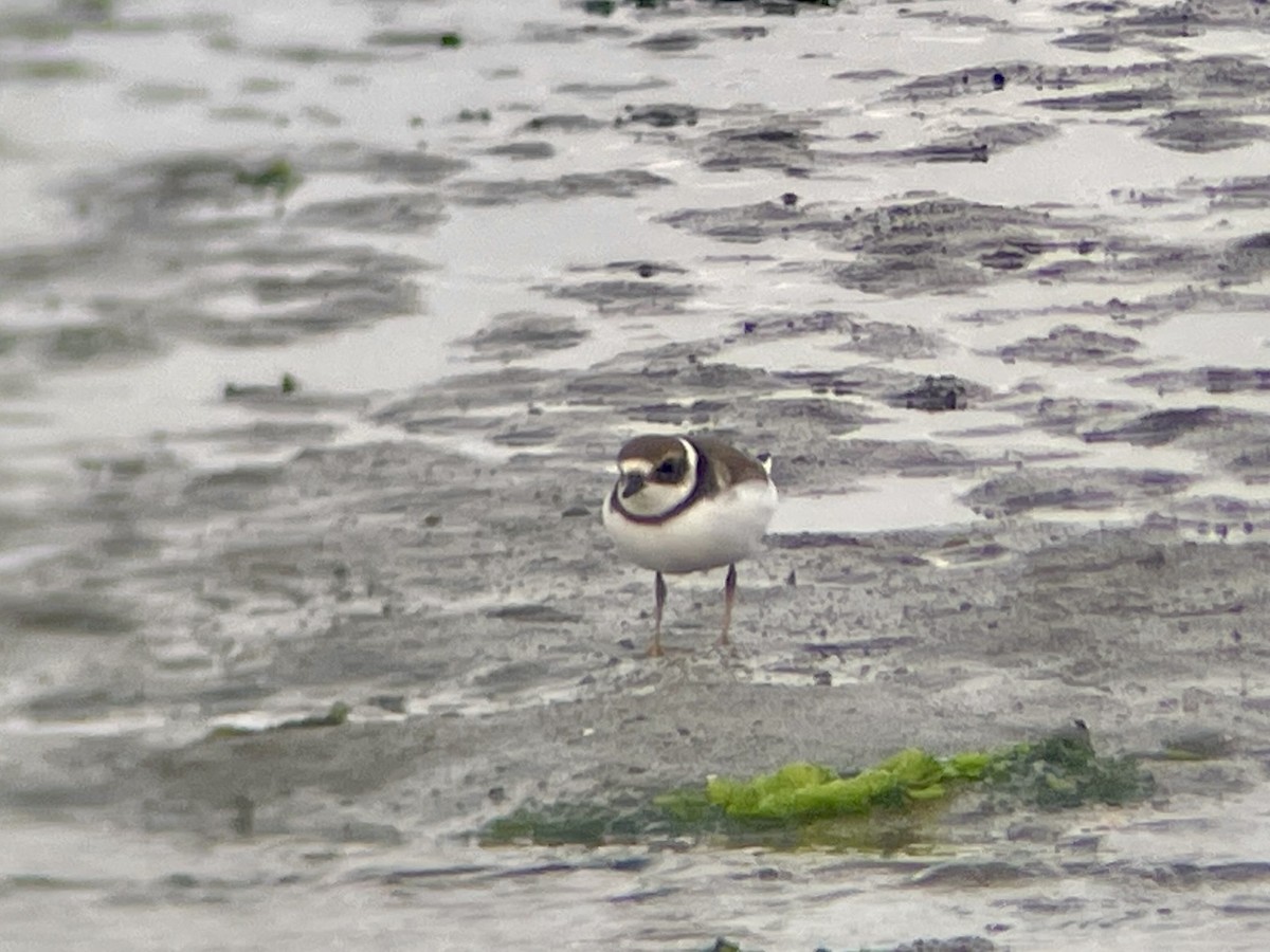 Semipalmated Plover - ML607633091