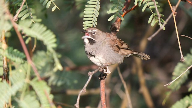 Five-striped Sparrow - ML607634171