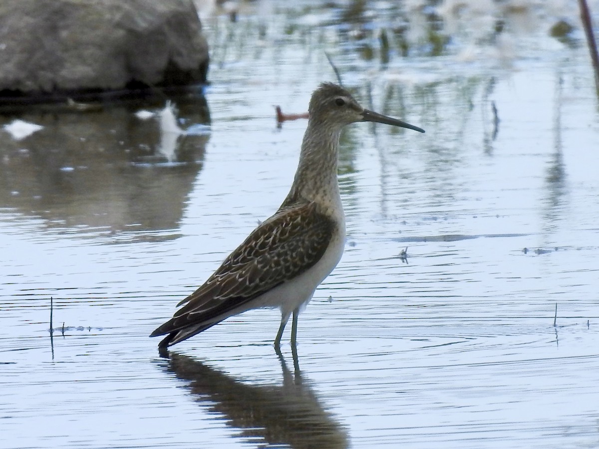 Bindenstrandläufer - ML607634261