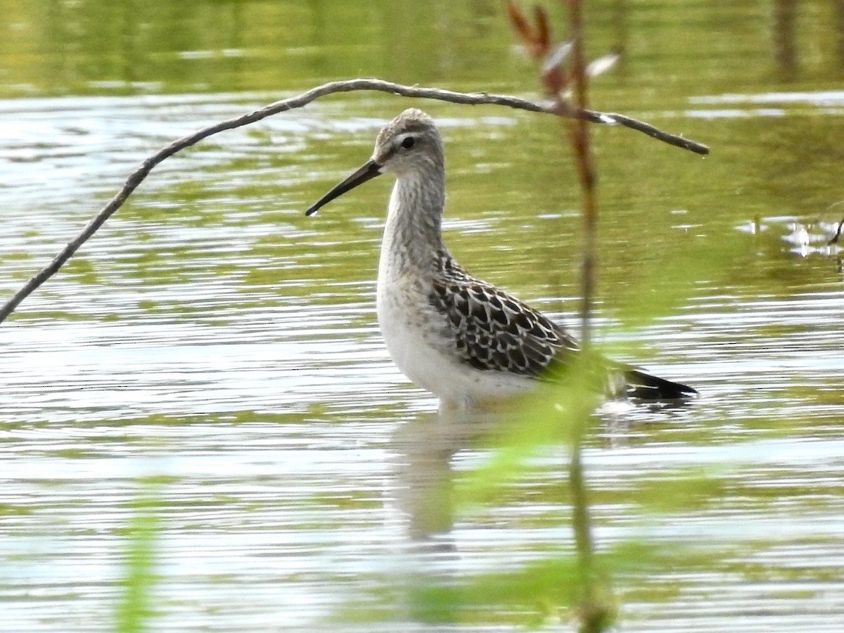 Stilt Sandpiper - ML607634271