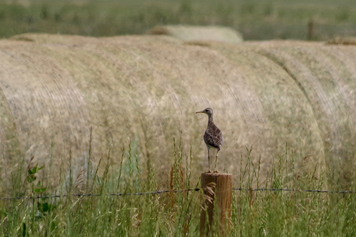 Upland Sandpiper - ML607634571