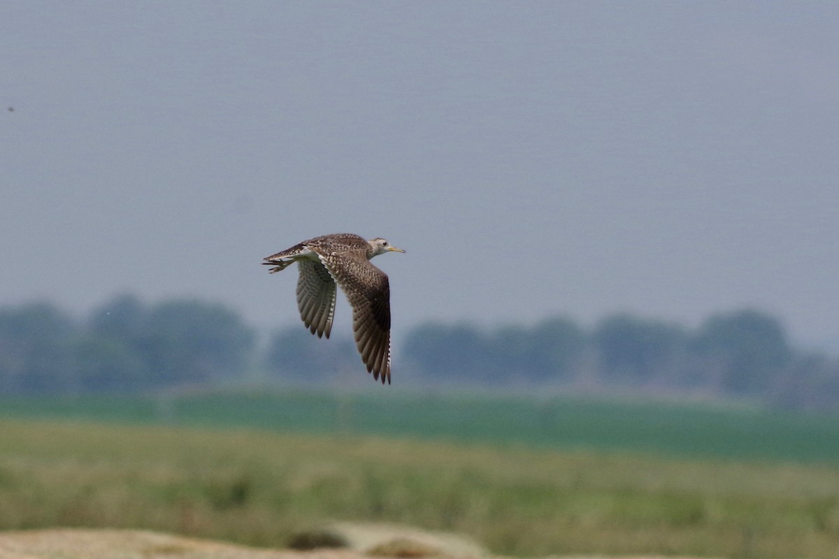 Upland Sandpiper - ML607634591