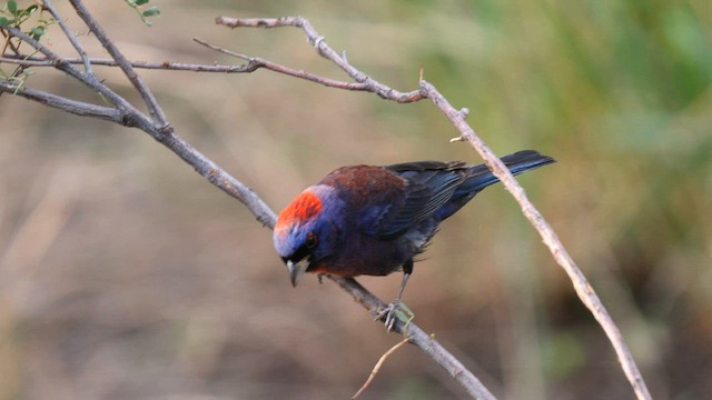 Varied Bunting - ML607634621