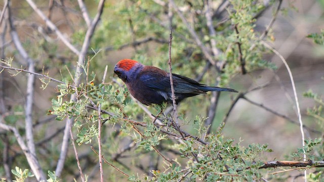 Varied Bunting - ML607634711