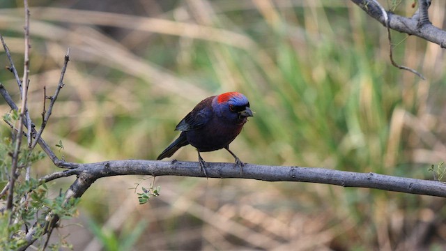 Varied Bunting - ML607634821