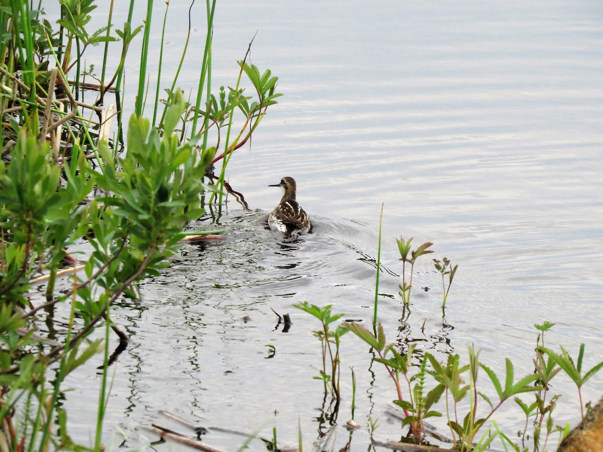 Red-necked Phalarope - ML60763511