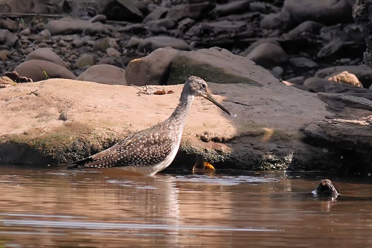 Greater Yellowlegs - Alan Mitchnick