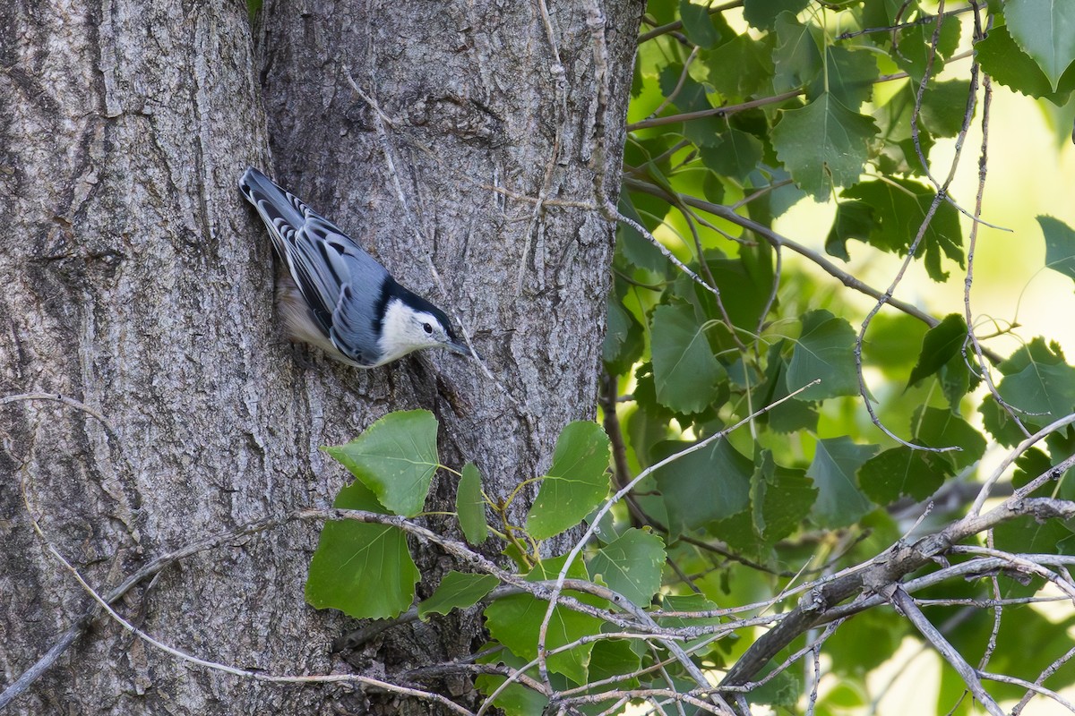 White-breasted Nuthatch - ML607636981