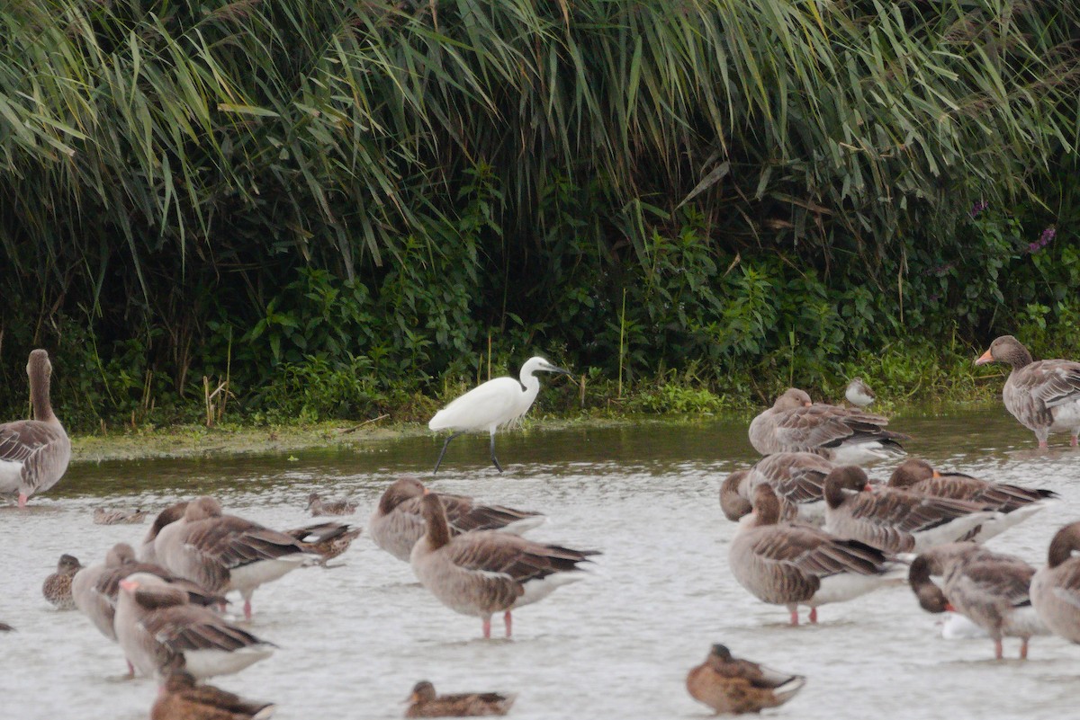 Little Egret - ML607637281