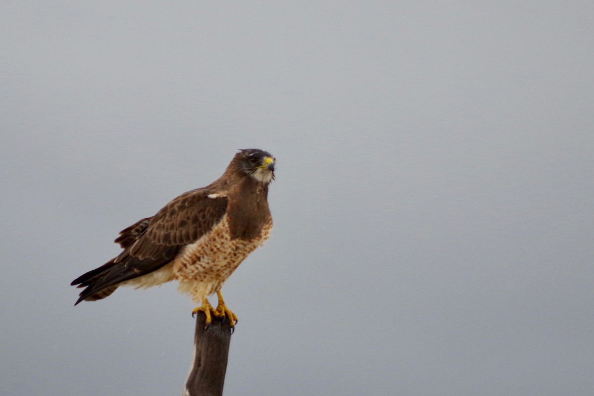 Swainson's Hawk - ML607637791