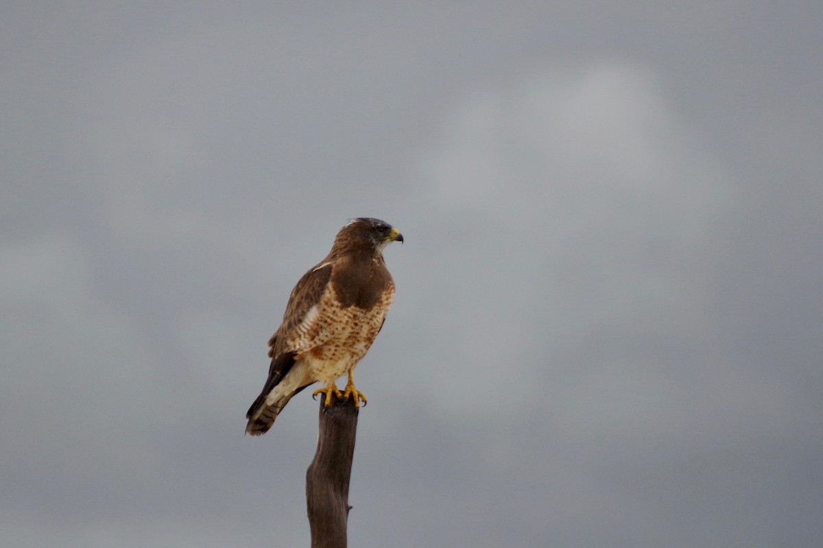 Swainson's Hawk - ML607637801