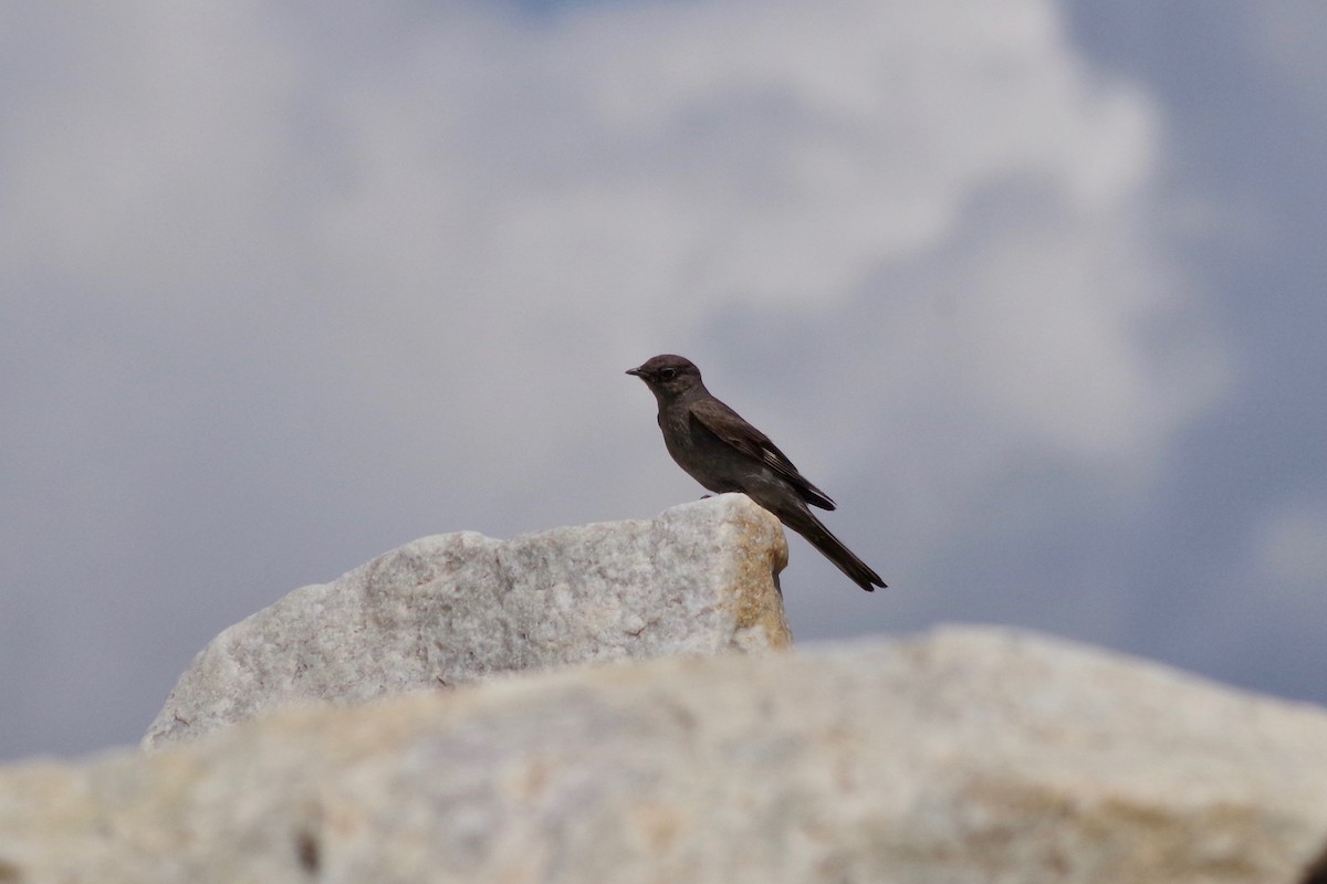 Townsend's Solitaire - Alex Patia