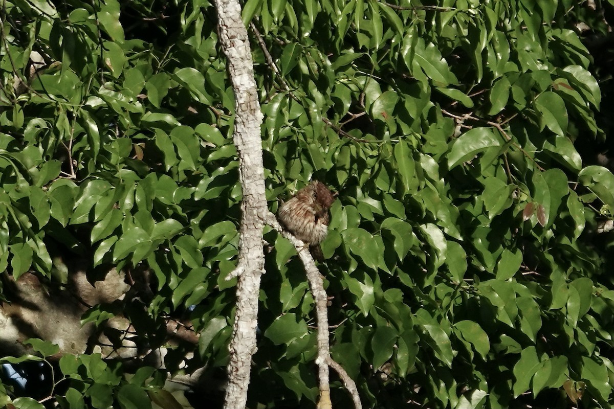 Eastern Striolated-Puffbird - ML607639711