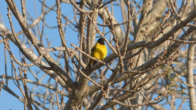 Hooded Siskin - ML607640231