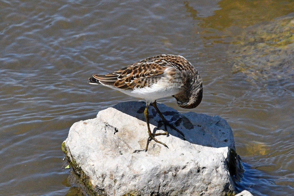 Least Sandpiper - ML607640241