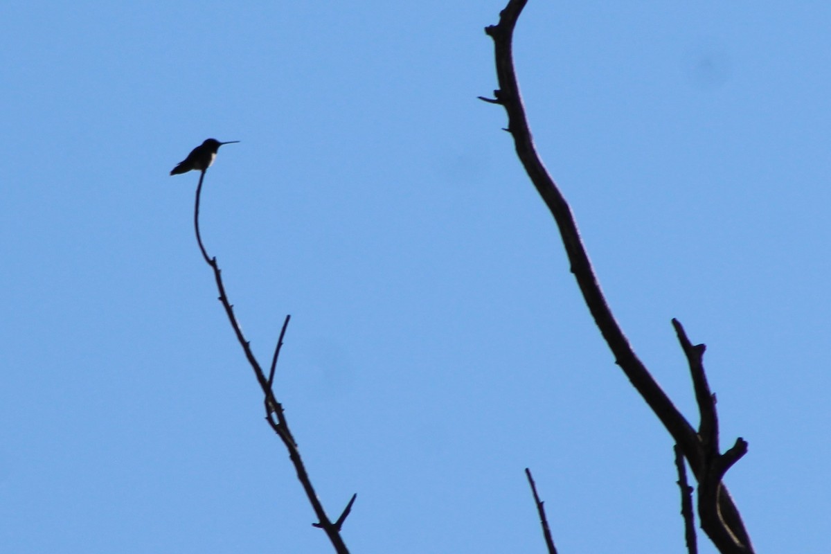 ノドグロハチドリ - ML60764051