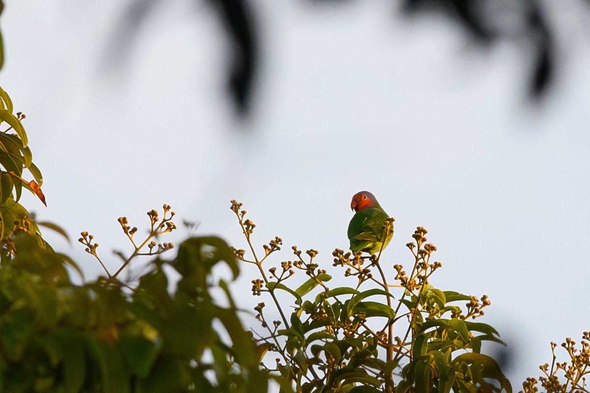 Red-cheeked Parrot - Judy Leitch