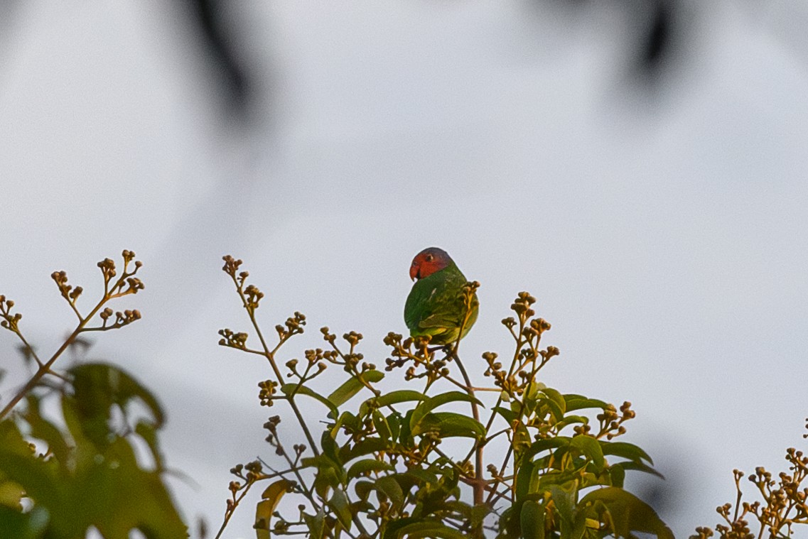 Red-cheeked Parrot - ML607641621