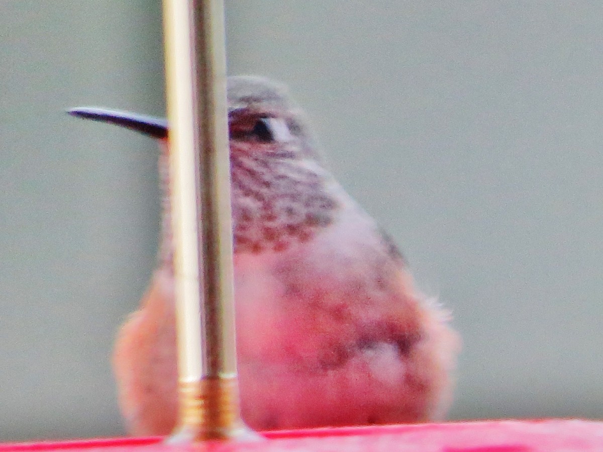 Rufous Hummingbird - ML607641691