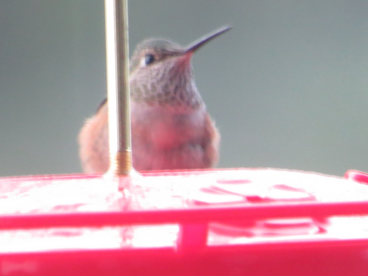 Rufous Hummingbird - ML607641811