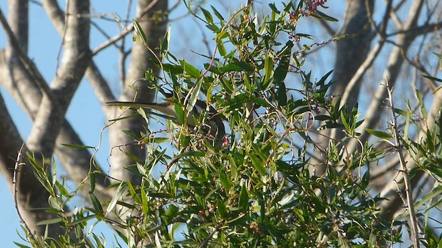 White-banded Mockingbird - ML607642071