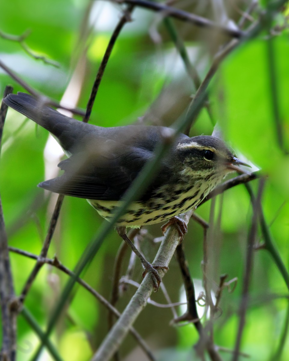 Northern Waterthrush - LEN OToole