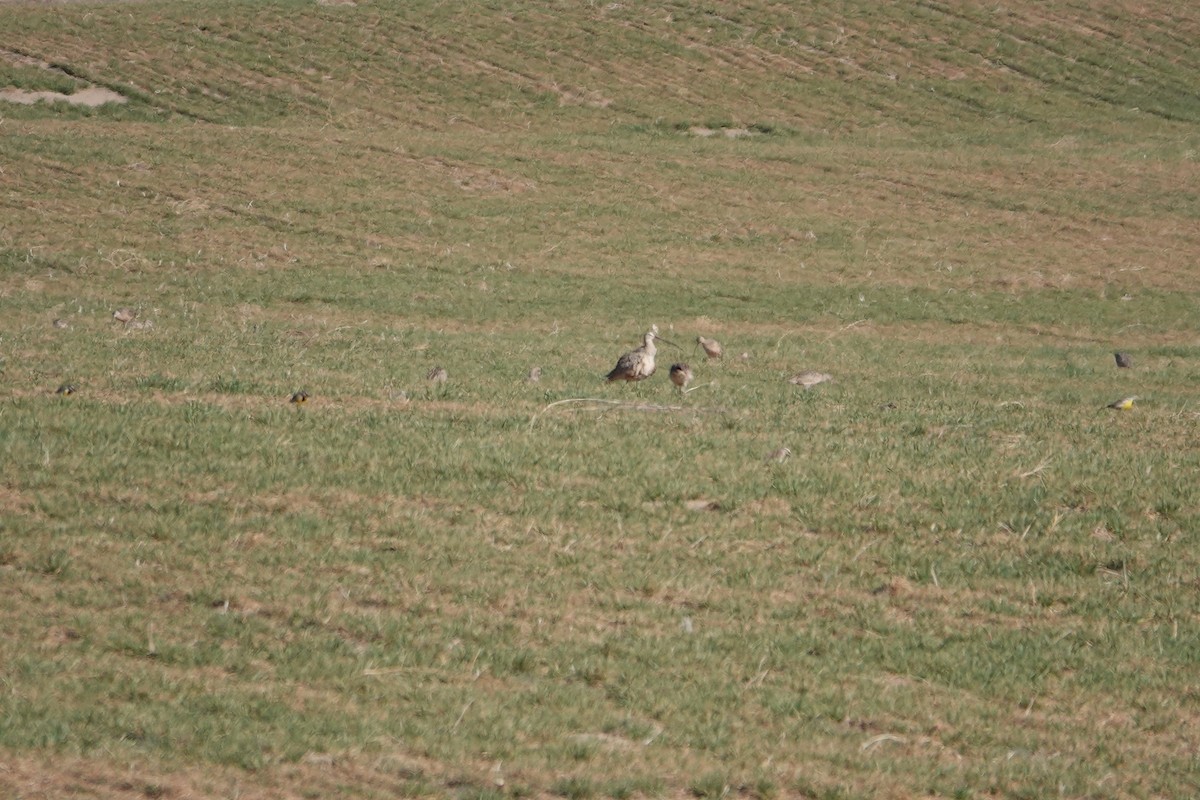 Long-billed Curlew - ML607642921