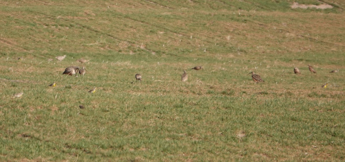 Long-billed Curlew - ML607643011