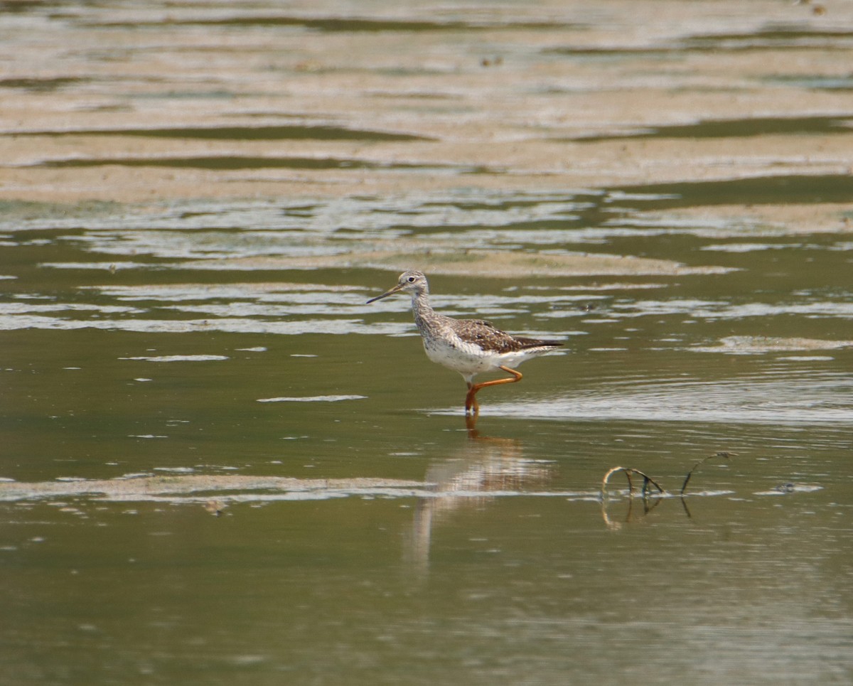 Greater Yellowlegs - ML607643471