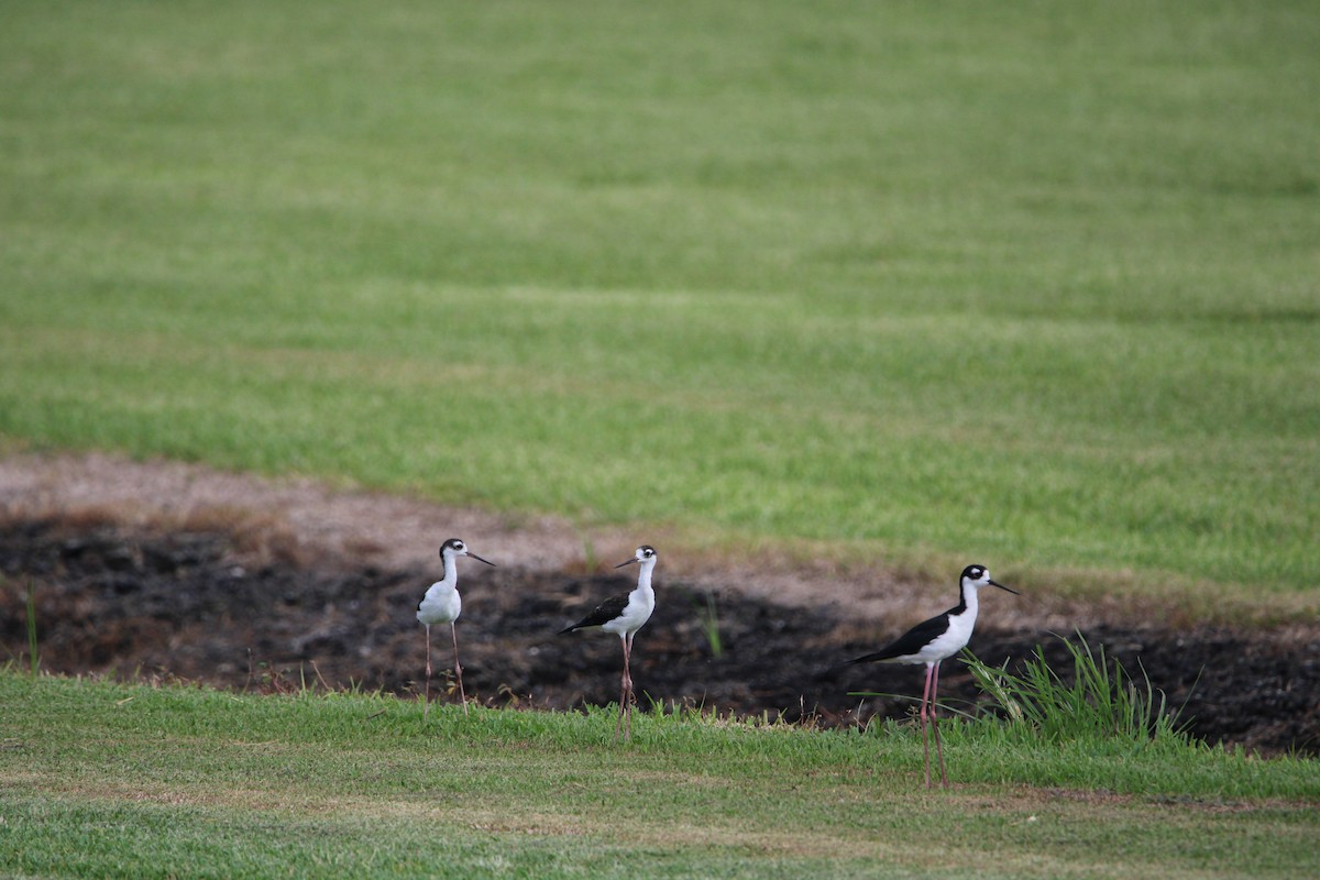 Black-bellied Plover - Lawrence Gardenhire