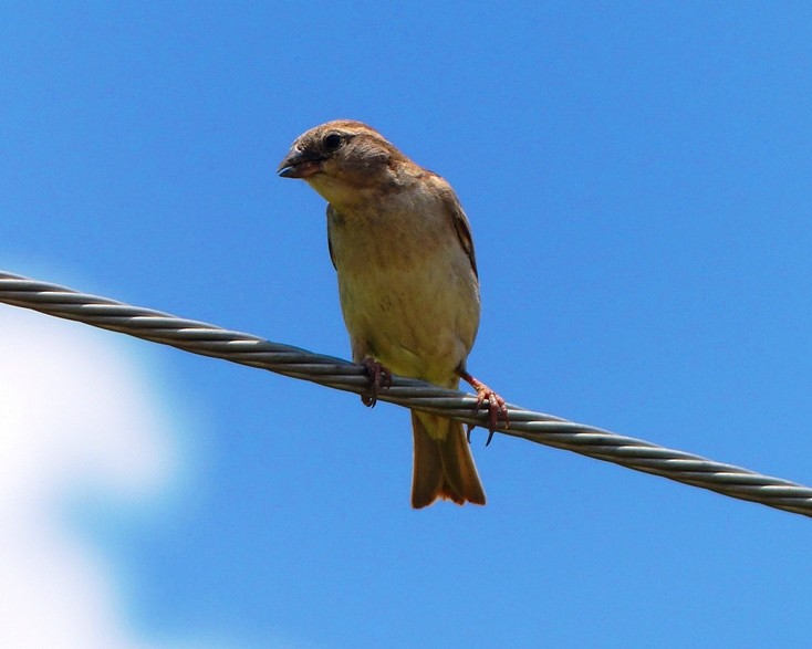 House Sparrow - ML60764541
